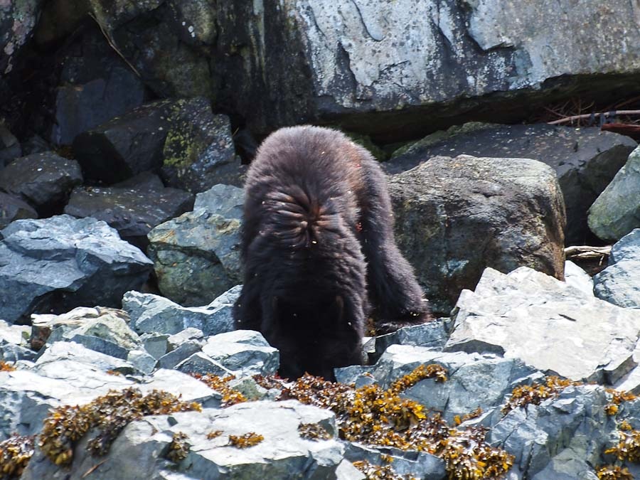  ขุดไรอะเพ่! หมีดำ Black Bear จะชอบลงมาที่หาดหิน ตอนน้ำลงเพื่อหา ปู หอย ปลา แม้แต่สาหร่ายกินเป็น อาห