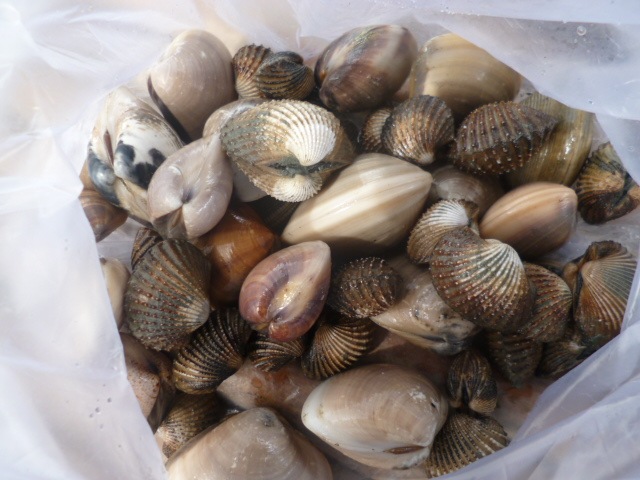 ผลงาน จากการไปแคะหอยริมชายหาด