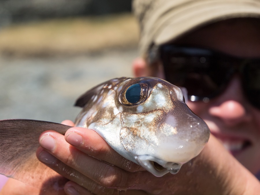  ปลา Rat Fish หรือปลาหนู ที่หลงเข้ามาในท่าเรือ :smile: