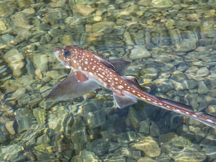 Rat Fish ปลาหน้าตาประหลาด :smile: