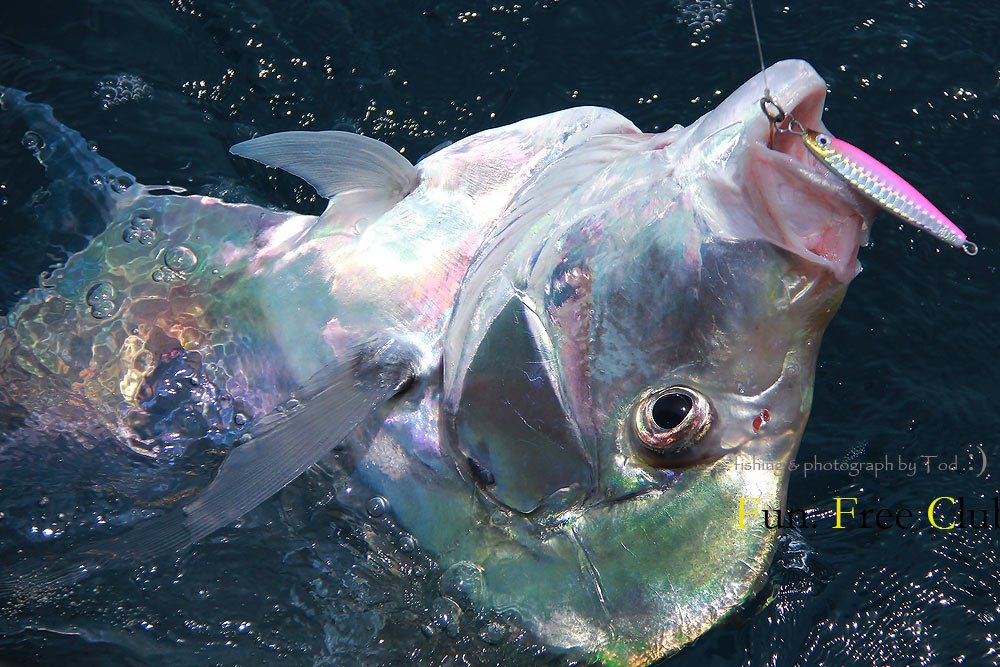 

โฉมอีกแล้วครับ  ปลาของลุงปุ่น     :cheer: