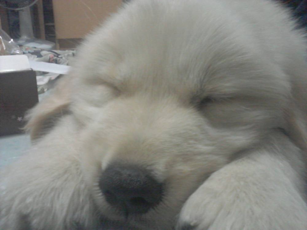 ผมชื่อ Daiwaครับ ลูกสุนัขพันธ์โกลเด้นฯ อายุ 2เดือน ยินดีที่ได้รู้จักครับ :love: