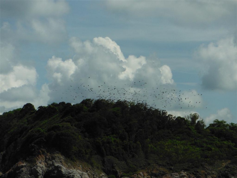 หันกลับไปมองเกาะทะลุ ก็เห็นมีสัตว์คล้ายนกฝูงใหญ่บินอยู่เหนือต้นไม้บนเกาะ แต่ไม่ใช่นกครับ เป็นค้างคาว