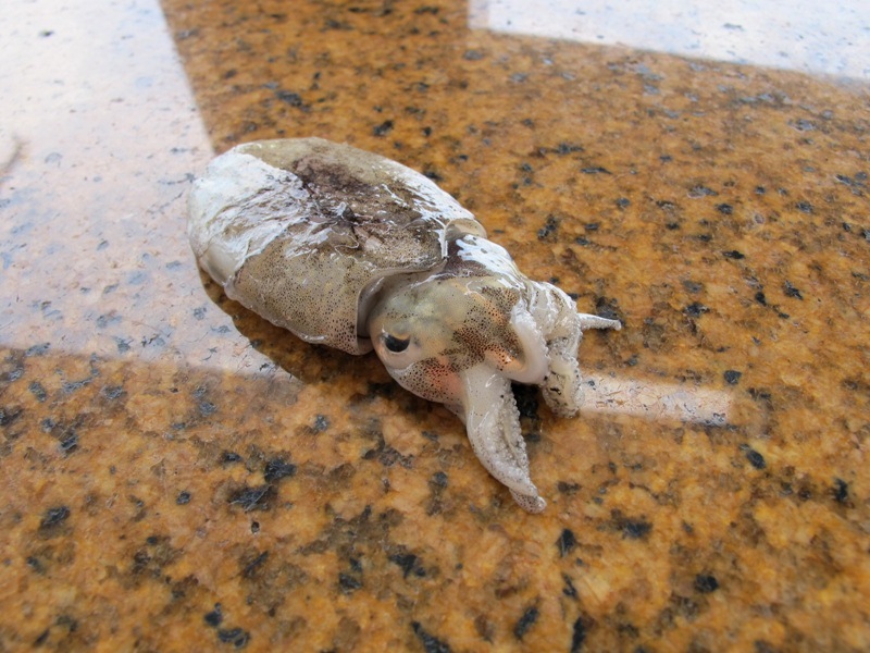 เหยื่อน้องพีท