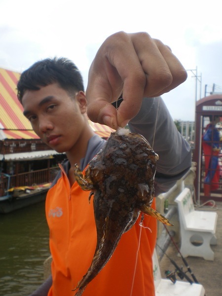 ย่าดุกกับเหยื่อกุ้งสดครับ ปลดยากทุกครั้งที่กินเลย  :laughing: :laughing: :laughing: :laughing: