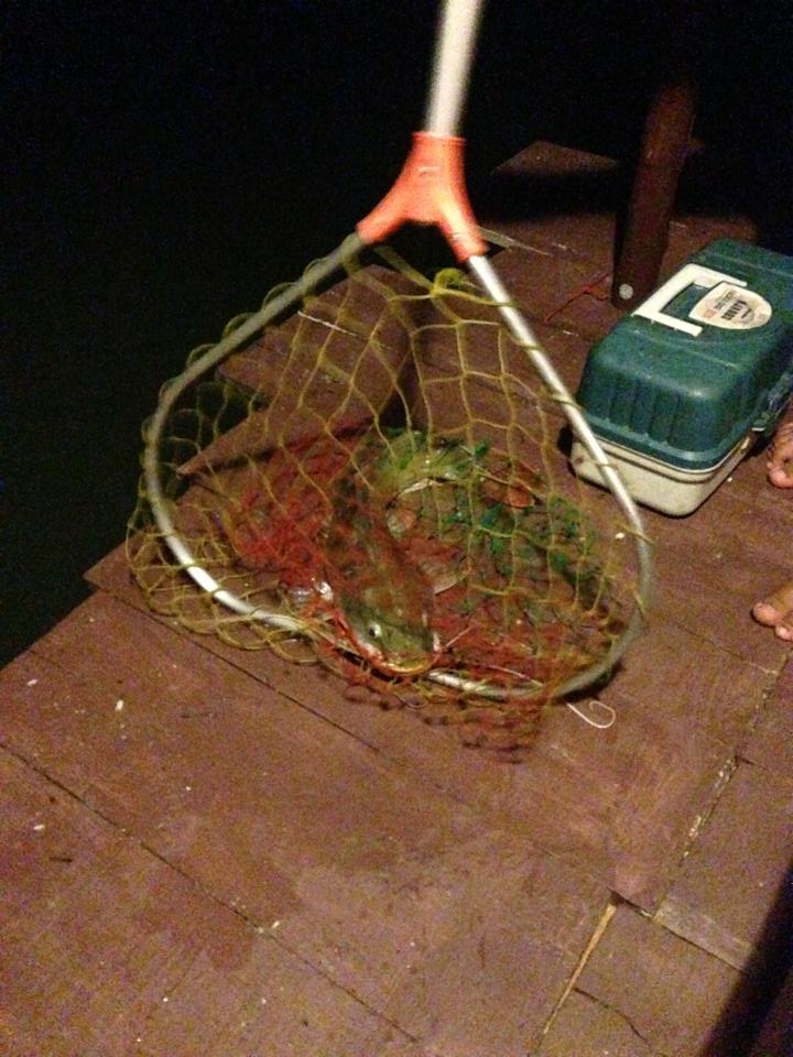 พอตกกลางคืนเปคูก็ซาลงไปเรื่อยๆ มีปลาอื่นๆ เข้ามากินเบ็ดแทน