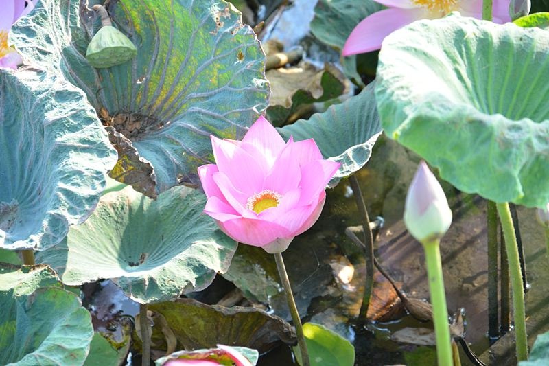 บัวตูม & บัวบาน     :love: :love: :love: