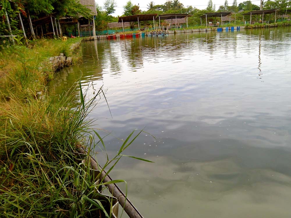 
ผมใช้ดำตื้นตี เลาะข้างๆตรงนี้ละครับ ได้ หลายตัวเลยครับ