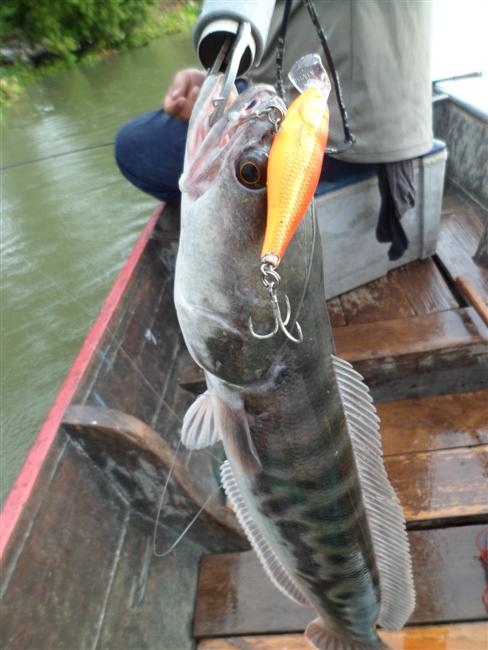 [center] :cheer: ได้ด้วยเหยื่อ RAPALA SHAD RAP 7 ปลาทอง  :cheer:[/center]