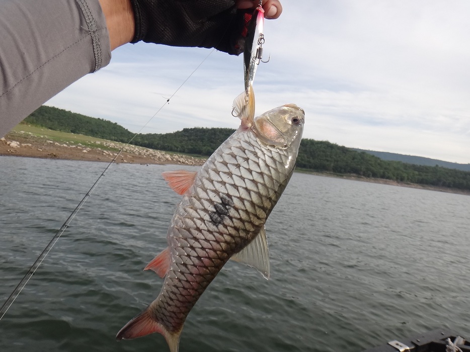[q][i]อ้างถึง: Yai_Fishing posted: 22-05-2556, 23:38:52[/i]

 :cheer: :cheer: :cheer: :cheer:[/q]
