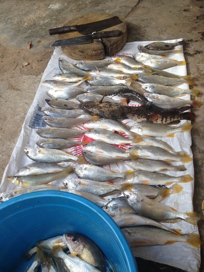  [center]ปลารวมเมื่อกลับถึงบ้านครับ (มีบางส่วนที่ทำทานไปแล้วครับ)[/center]