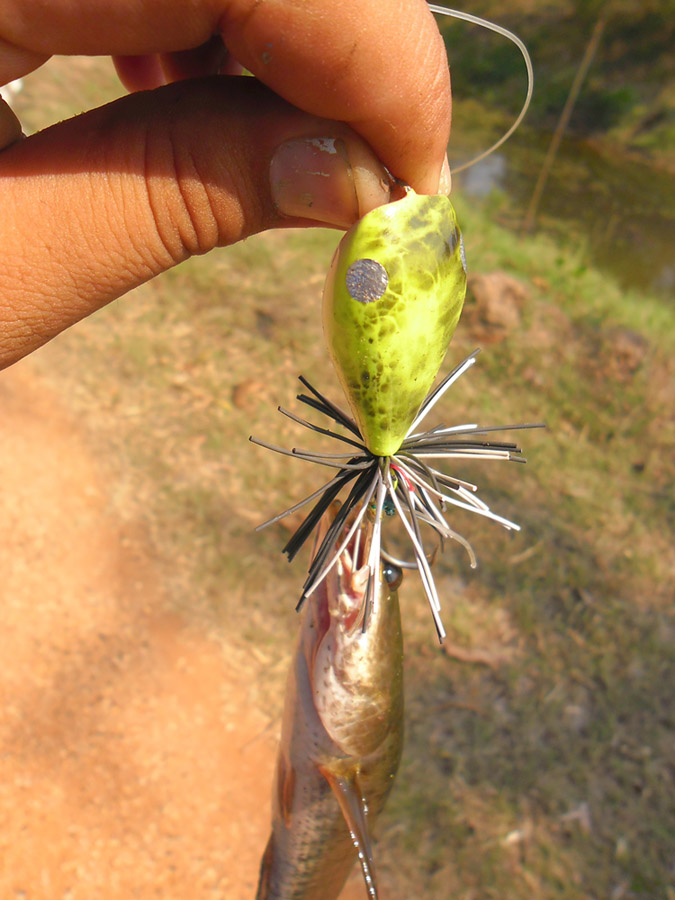 กัดกบ Beer Frog เต็มๆ  :laughing: :blush: