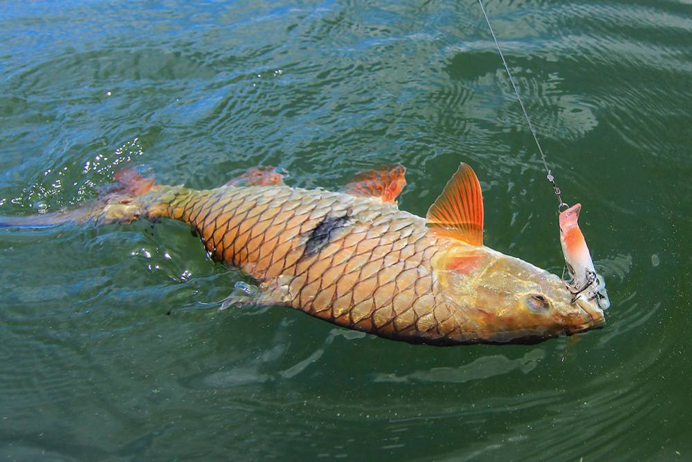 ++และแล้วจากความพยายามเปลี่ยนเหยื่อมาหมดทั้งกล่อง..สุดท้ายก็มาได้เจ้าRapala clackin minnow 9 cm ตัวเ