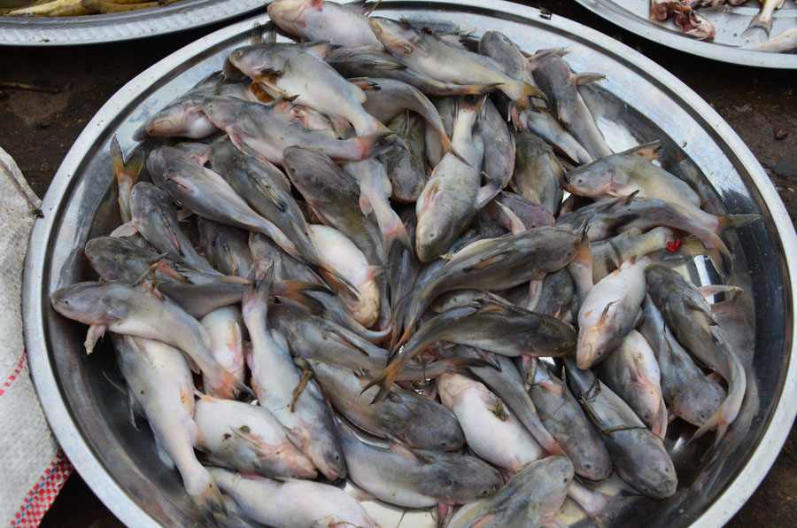 ถามชื่อปลาจากแม่น้ำอิระวดี เมืองมัณฑะเลย์ ประเทศพม่าทั้ง 16 ตัวหน่อยครับ