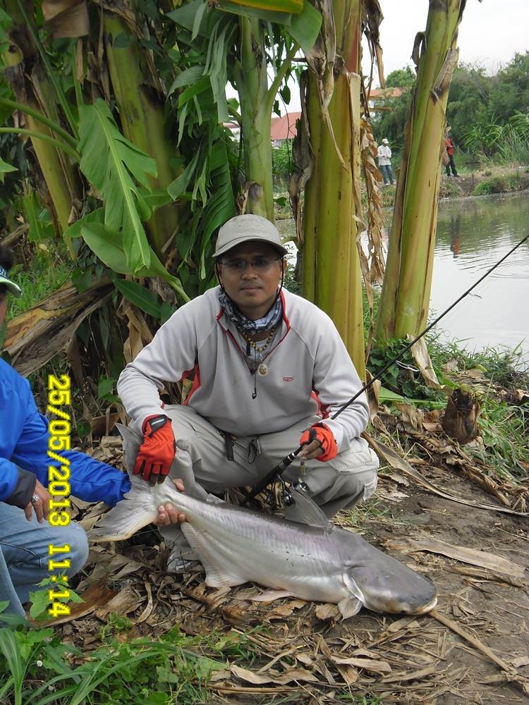 พี่คนนี้มาไกลจากลพบุรี..ได้ปลาไปพวงนึง กับ ออกแรงเย่อปลาบึก 1 ตัว  :grin: