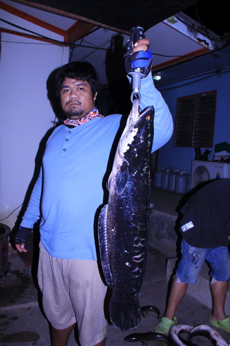  [b]ชะโดครับ 7 kg  เหยื่อปลอมครับ[/b]