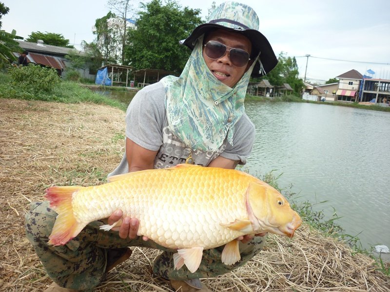                                           ตัวประมาณนี้ล่ะครับ โทรฟี่หลีฮื้อ ที่สุดในชีวิตผม 

    