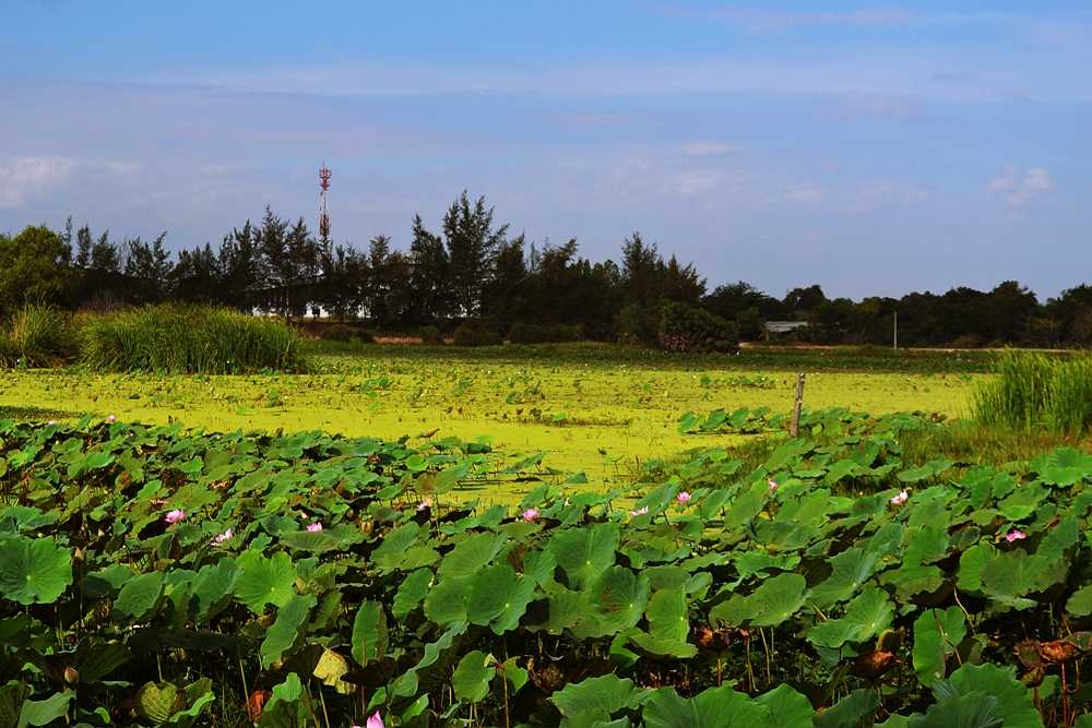 

 [b]ดูสภาพหมายแล้วน่าจะเกิน 50 ไร่สำหรับเนื้อที่ เหมาะมากสำหรับคนที่มีเรือ หมายนี้จากที่ได้ถามคน