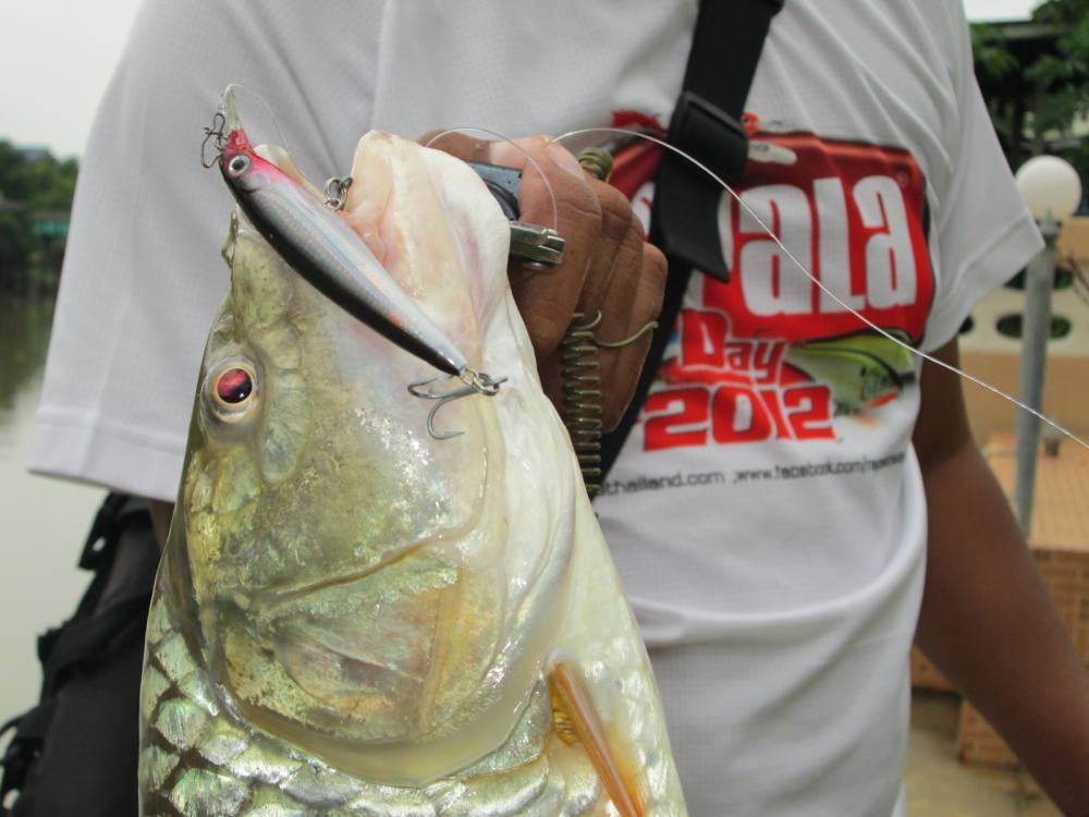 [center][b]ยังไม่ได้เปลี่ยนเหยื่อนะ ยังคงใช้Rapala X-RAPตัวเดิม[/b][/center]