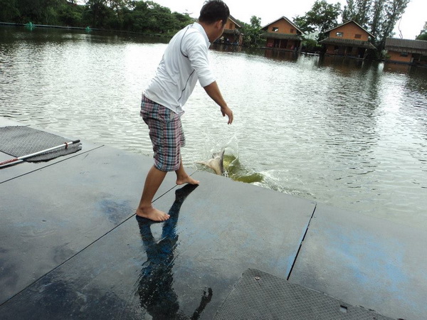 ฝนตกพื้นเปียก ปล่อยปลาลงน้ำง่ายมาก ไหลอย่างกับสไลเดอร์เลย

 :laughing: :laughing: :laughing: