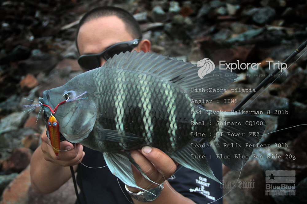 





ที่นี่เรียกว่า Zebra tilapia น่าจะแปลประมาณว่า "ปลาหมอม้าลาย" ครับ

สำหรับบ้านเราคงค