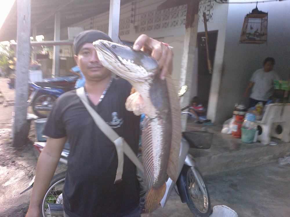ผลงาน น้าตู๋ คับ