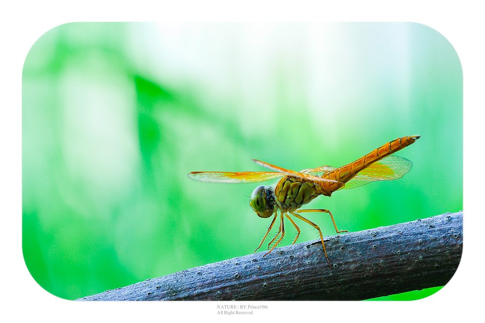 ส่วนมากก็แมลงไทยๆ ธรรมดาครับ ถ่ายไปวันละภาพ สองภาพ