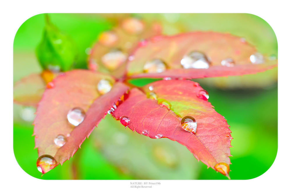 หยดน้ำบนใบกุหลาบ หลังฝนตก