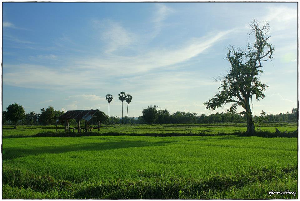 เลนส์เสีย ต้องใช้มือปรับโฟกัส หัดส่องทุ่งนา 