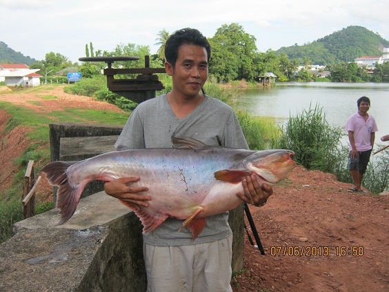 ปลาตาบอด ของแท้ที่ภูเก็ต