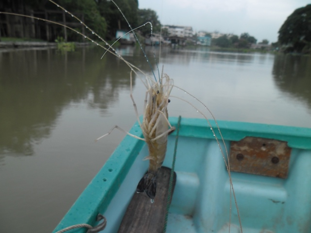 [q][i]อ้างถึง: fishingjoke posted: 13-06-2556, 14:16:58[/i]

 :cheer: :cheer: :cheer: :cheer: :che