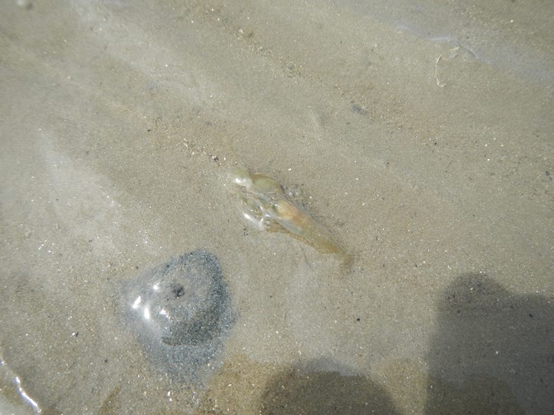 เดินเล่นไปได้ยินเสียง  แป๊ะๆ...มองหาดู..อ๋อ..เป้นเจ้ากั้งหินนี่เอง.