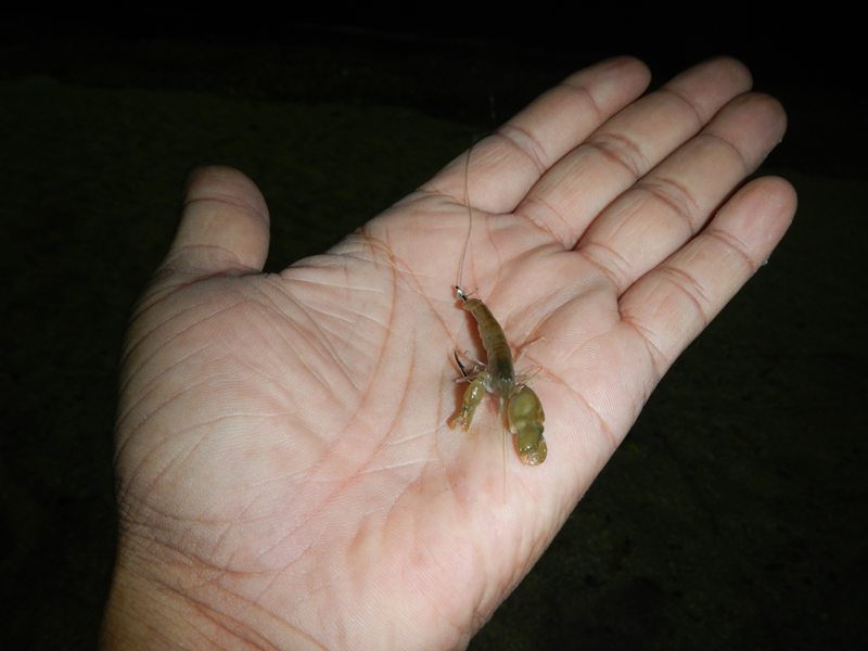 เรามาลองกันครับ..ส่วนใหญ่ที่ผาทองนี่ผมจะมีกุ้งเป็นติดมาเสมอ..แต่เจ้ากั้งก็ดีปลาที่ได้  ถ้าปลาเข้าก็จ