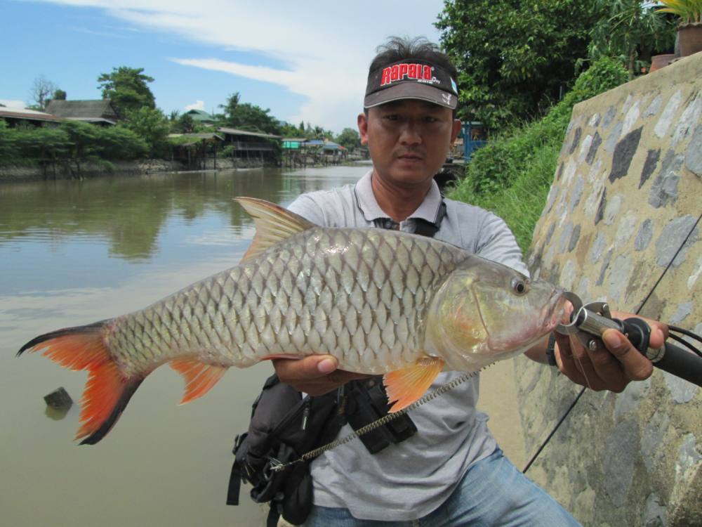  [center][b]รอดมาได้ตั้งนาน พอมาเจอRapala Scatter Rap Shadก็พลาดจนได้[/b][/center]

