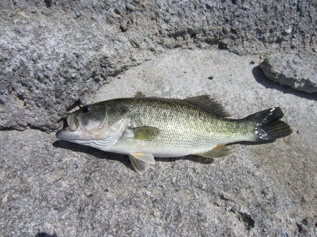 หาตก Largemouth Bass แก้แห้วก่อนครับ..... :cheer: