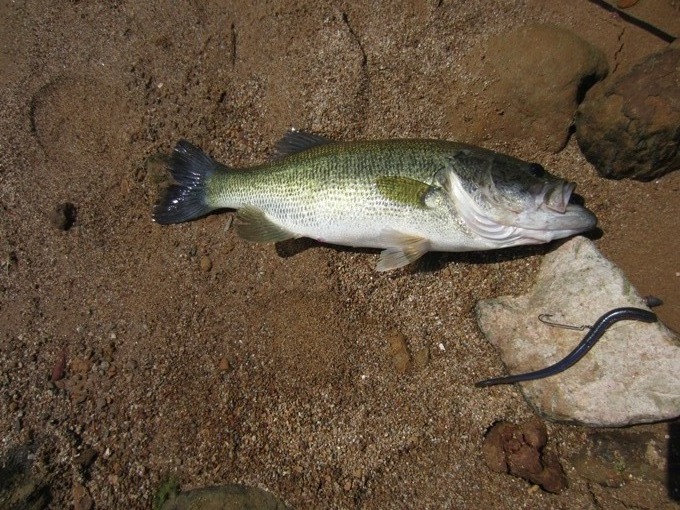 ตามหาอยู่หลายวันครับ.....วันไหนทำท่าจะแห้วต้องรีบตก Largemouth Bass ปลอบใจตัวเองครับ :grin: :grin: