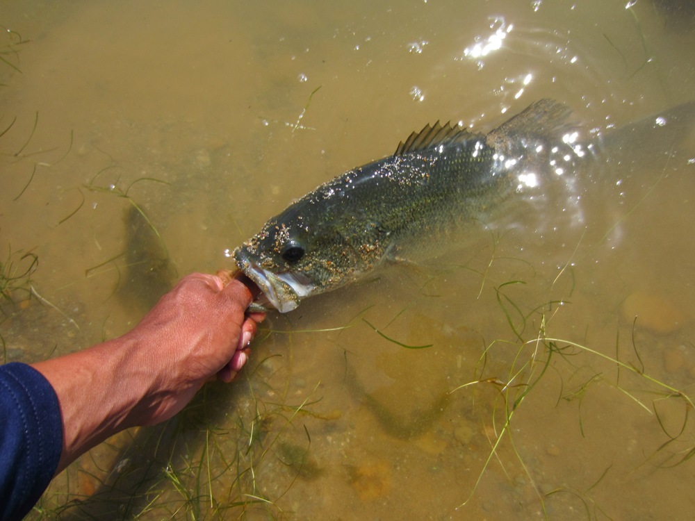 ช่วงนี้อุณหภูมิสูงขึ้น ปลา Largemuoth Bass หากินใกล้ฝั่งมากขึ้นครับ โอกาสได้ตัวก็สูงครับ