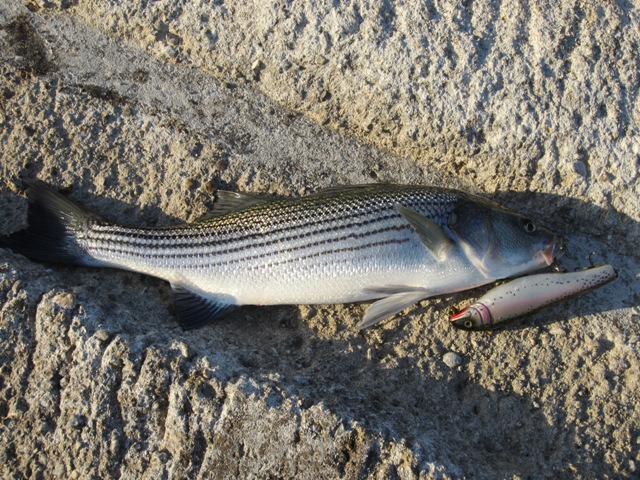 เย้ๆๆๆๆ......Striped Bass!!!
ทั้งสันเขื่อน....วันนี้...มีผมคนเดียว.. :laughing: :laughing: :laughin