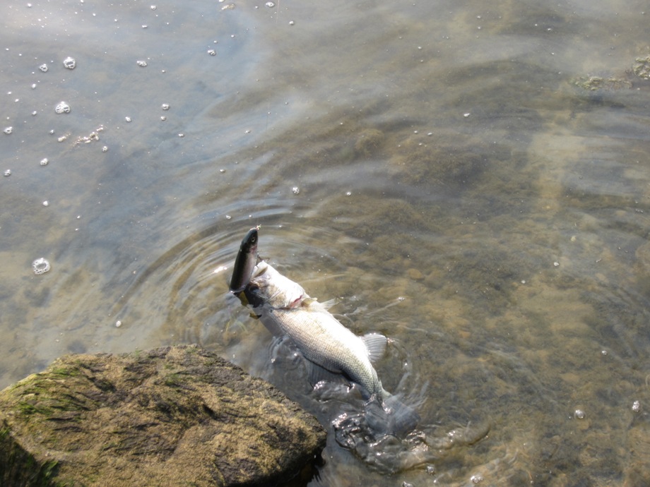 บางครั้งพี่ Largemouth Bass ก็หลงว่าเป็นของจริงครับ