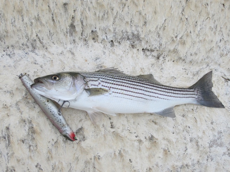 ข้อมูลอีกอย่างคือ Striped Bass อยู่เป็นฝูงเหมือนกระสูบครับ
กระสูบตัวโตๆ..... :laughing: :laughing: 