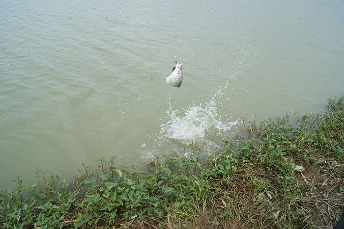 บางตัวโดดขึ้นฝั่งเลยนะครับ  :laughing: :laughing: :laughing: :laughing: