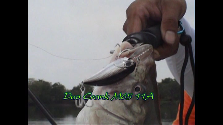 นี่ไงคู่กรณี Duo Crank M65 11A กับปลากระสูบบ่อดิน ยุดยา :cheer: