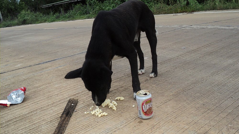 มัวแต่ตกปลาไอ้ตัวนี้ลากขนมไปกินแล้ว :grin: :grin: :laughing: :laughing: