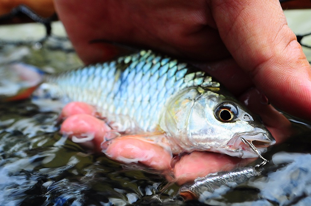 .......... Ultra Light Of Hampala Native Stream ..........