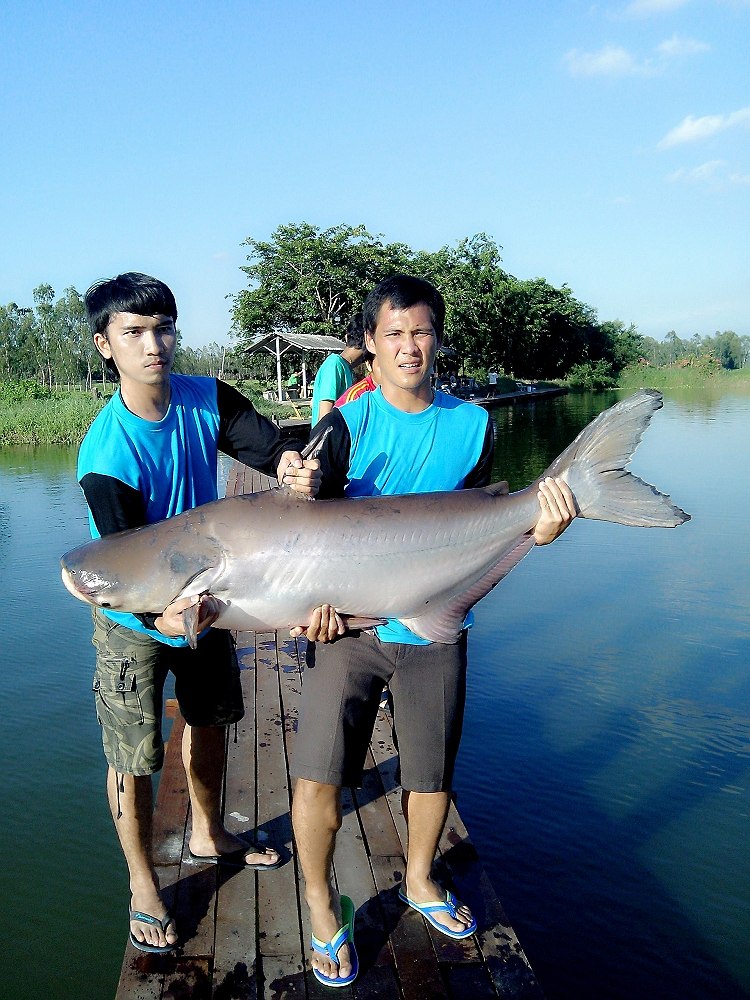 บึงปลาบึกเสนาคับ กับ วิลลี่ตัวแรกในชีวิต