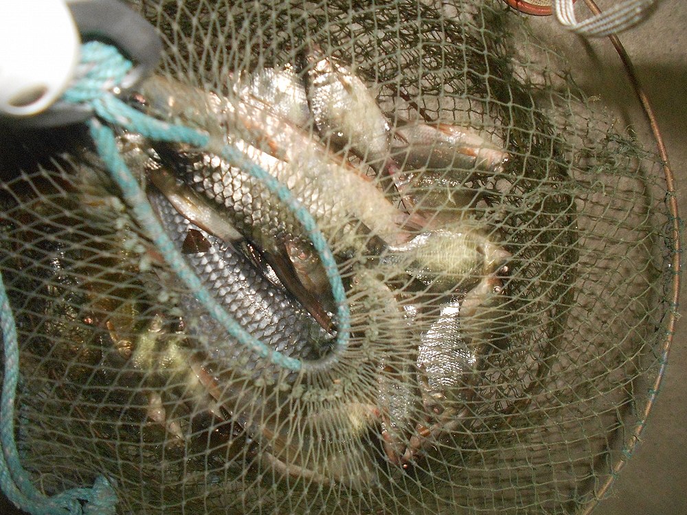 ปลาเกล็ดที่ตกได้ [q]ตะโกกไซสองโลสองตัว นอกนั้นเป็นปลาที่ตกด้วยหลิวประมาณสามโลได้ครับ[/q]