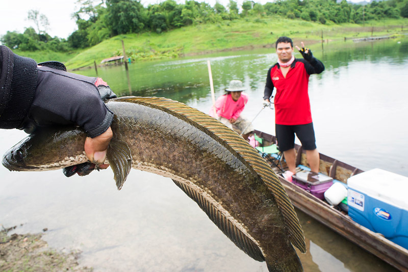 [q][b]เจ้าของปลาอยู่บนเรือ ใช้งานตรูนะ หิมๆๆๆ[/b][/q] :angry: :angry: :angry: :angry: :laughing: :la