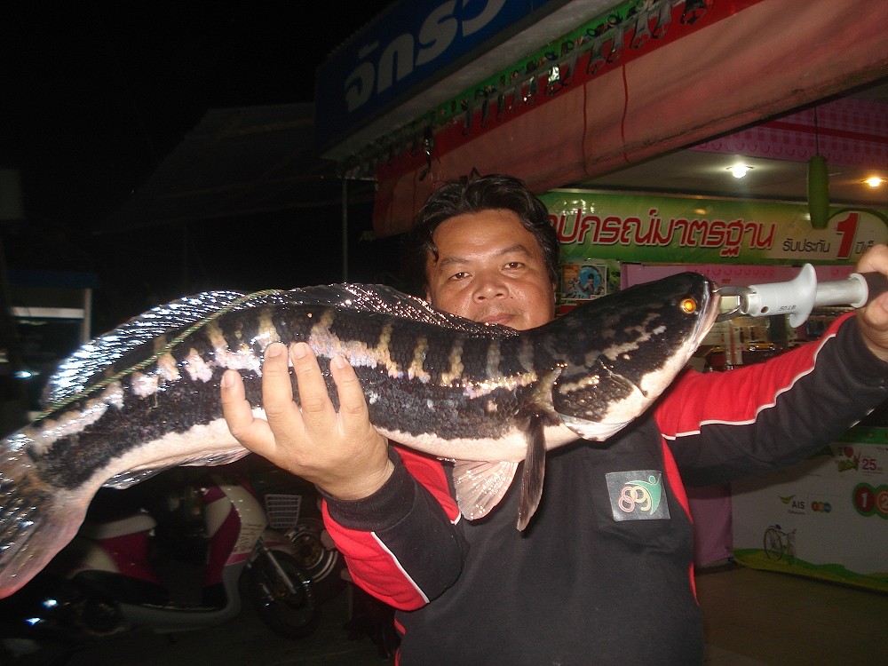 [q][i]อ้างถึง: บ่าวรินนครโอง posted: 02-07-2556, 06:46:35[/i]

โอ้ววว สุดยอดเลยคับ หมานๆๆๆ คับ  :g