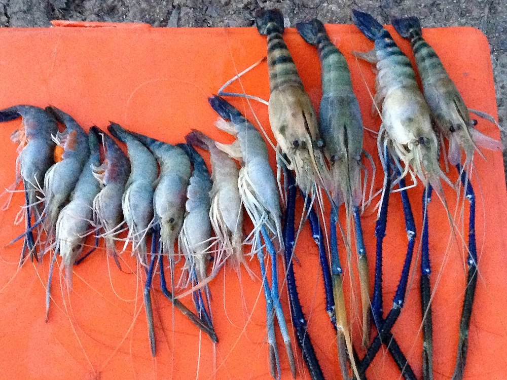 กุ้งรวมครับ น้าท่านใดสนใจตกกุ้ง นี่ครับเบอร์ไต๋น้อง 090-0764030