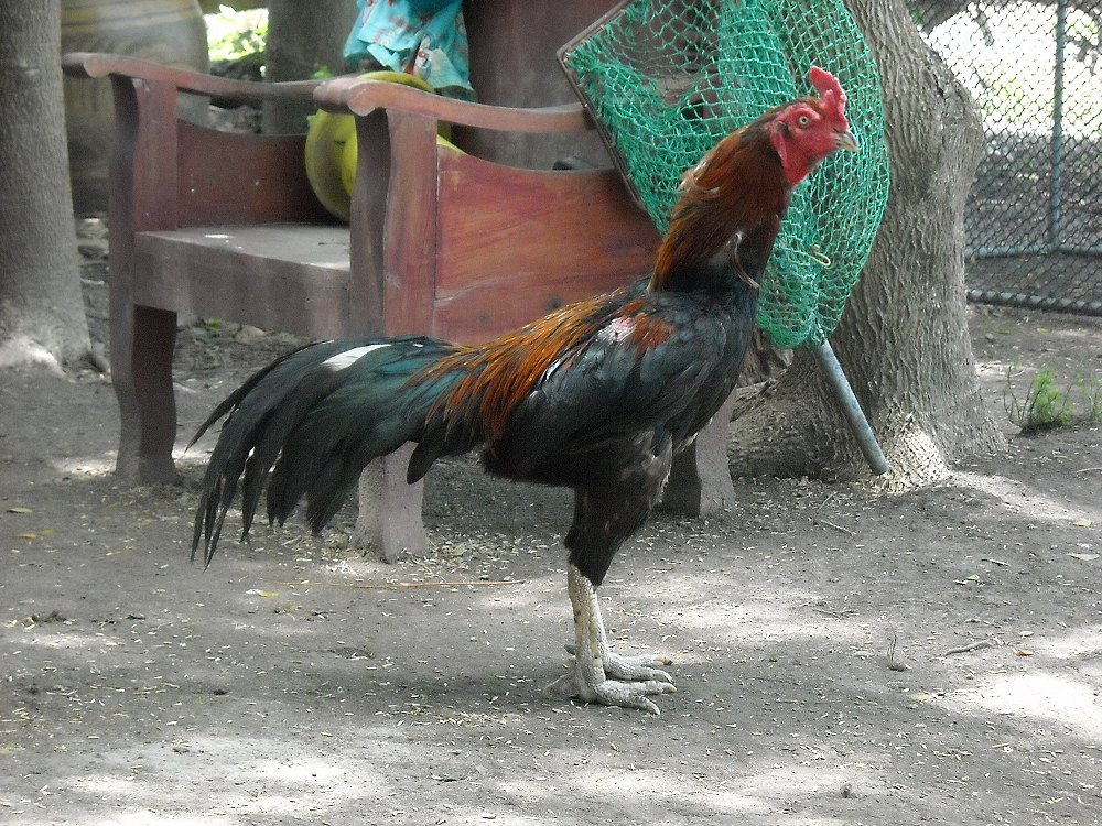 ป่าก๋อยลูกร้อย ไก่เงินแสน สามไฟท์ขนไม่ยับ พ่อพันธ์หลักครับ
